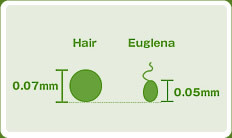 euglena12.jpg